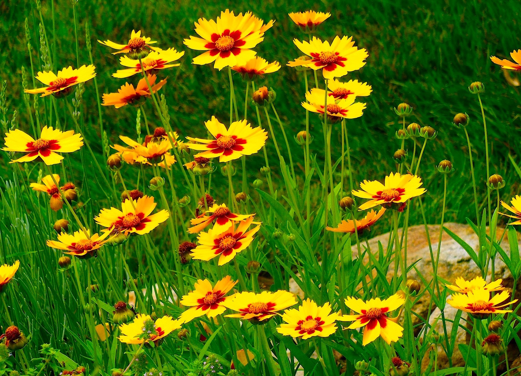 Blooming Tickseed