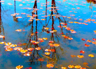 Mustic Reflections