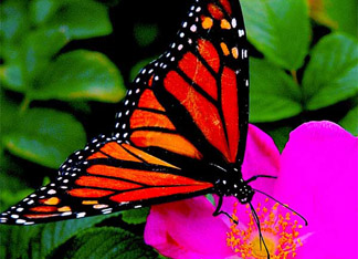 Sipping Nectar