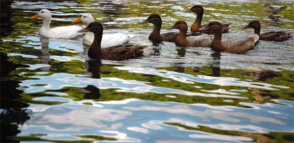 Ducks in a Row on the River Cam